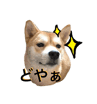 森田家のしば犬達（個別スタンプ：4）