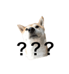 森田家のしば犬達（個別スタンプ：5）