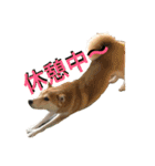 森田家のしば犬達（個別スタンプ：7）
