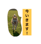 森田家のしば犬達（個別スタンプ：8）