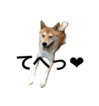 森田家のしば犬達（個別スタンプ：9）