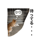 森田家のしば犬達（個別スタンプ：11）