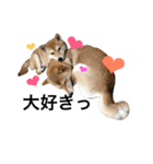 森田家のしば犬達（個別スタンプ：12）