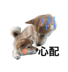 森田家のしば犬達（個別スタンプ：14）