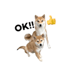 森田家のしば犬達（個別スタンプ：15）