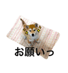 森田家のしば犬達（個別スタンプ：16）