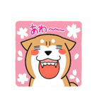 柴犬どんぐり（個別スタンプ：3）