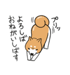 柴犬どんぐり（個別スタンプ：12）