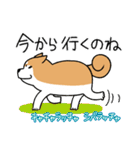 柴犬どんぐり（個別スタンプ：17）