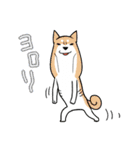 柴犬どんぐり（個別スタンプ：24）