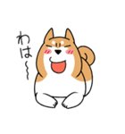 柴犬どんぐり（個別スタンプ：34）