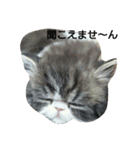 我が家のエキゾチックの猫さんの日常（個別スタンプ：3）