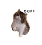 我が家のエキゾチックの猫さんの日常（個別スタンプ：4）