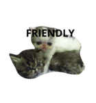 我が家のエキゾチックの猫さんの日常（個別スタンプ：5）