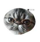 我が家のエキゾチックの猫さんの日常（個別スタンプ：8）