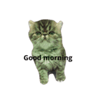 我が家のエキゾチックの猫さんの日常（個別スタンプ：11）