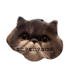 我が家のエキゾチックの猫さんの日常（個別スタンプ：13）