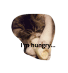 我が家のエキゾチックの猫さんの日常（個別スタンプ：14）