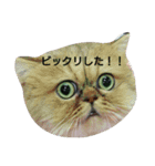 我が家のエキゾチックの猫さんの日常（個別スタンプ：15）
