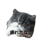我が家のエキゾチックの猫さんの日常（個別スタンプ：16）