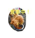 カブちゃんスタンプ（個別スタンプ：5）