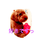 カブちゃんスタンプ（個別スタンプ：6）