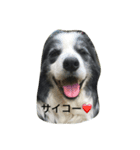 かわいいボーダーコリー（個別スタンプ：2）