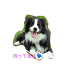 かわいいボーダーコリー（個別スタンプ：4）