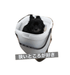 まんげつ丸❸（個別スタンプ：6）