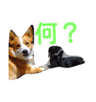 Wankonokao（個別スタンプ：2）