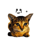 Cats in loving（個別スタンプ：1）