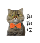 Cats in loving（個別スタンプ：2）
