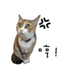 Cats in loving（個別スタンプ：3）