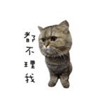 Cats in loving（個別スタンプ：6）