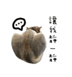 Cats in loving（個別スタンプ：7）