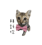 Cats in loving（個別スタンプ：8）