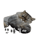 Cats in loving（個別スタンプ：9）