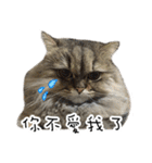 Cats in loving（個別スタンプ：11）