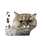 Cats in loving（個別スタンプ：12）