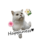 Cats in loving（個別スタンプ：13）