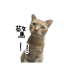 Cats in loving（個別スタンプ：14）