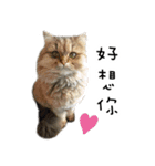 Cats in loving（個別スタンプ：15）