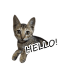 Cats in loving（個別スタンプ：16）