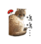 Cats in loving（個別スタンプ：17）