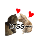 Cats in loving（個別スタンプ：18）