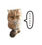 Cats in loving（個別スタンプ：19）