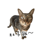 Cats in loving（個別スタンプ：21）