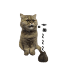 Cats in loving（個別スタンプ：22）