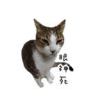 Cats in loving（個別スタンプ：23）