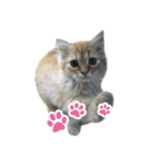 Cats in loving（個別スタンプ：24）